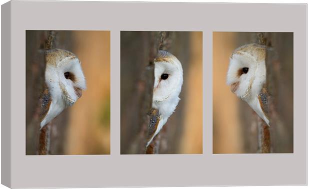 Barn Owl Triptych Canvas Print by Val Saxby LRPS