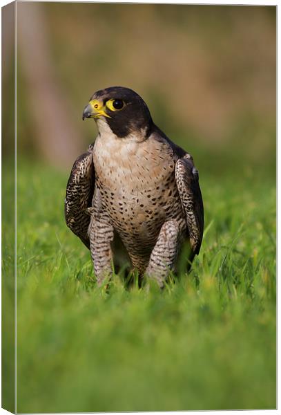  Peregrine Portrait Canvas Print by Val Saxby LRPS