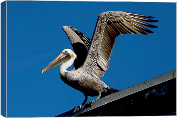  Brown Pelican Canvas Print by Val Saxby LRPS