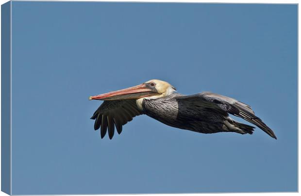  Pelican flight Canvas Print by Val Saxby LRPS