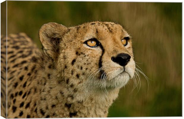 Cheetah  Canvas Print by Val Saxby LRPS