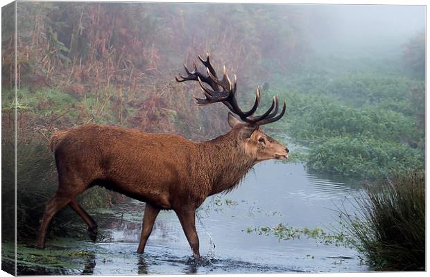 Red Deer stag in the stream Canvas Print by Val Saxby LRPS