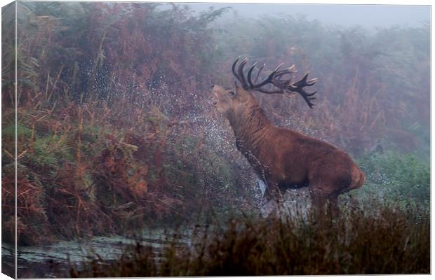  Rampaging Stag Canvas Print by Val Saxby LRPS