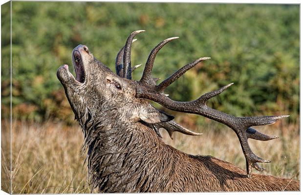  Bolving Stag Canvas Print by Val Saxby LRPS