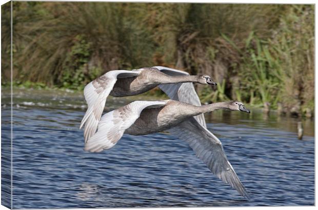  Swan Flight Canvas Print by Val Saxby LRPS