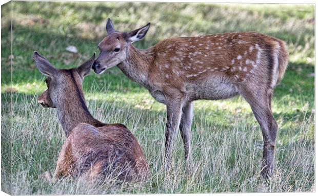  Did you hear the one about.... Canvas Print by Val Saxby LRPS