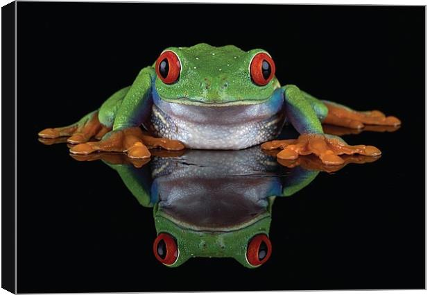 Red Eye Tree frog Canvas Print by Val Saxby LRPS