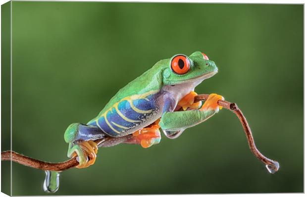 Red Eye Tree frog Canvas Print by Val Saxby LRPS