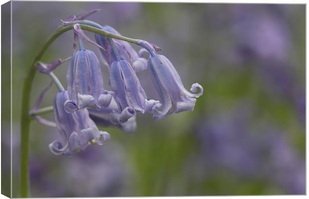 Blubells Canvas Print by Val Saxby LRPS