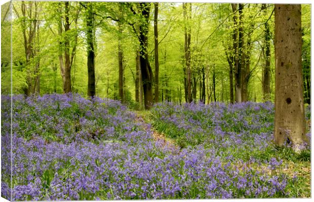Bluebells galore Canvas Print by Val Saxby LRPS