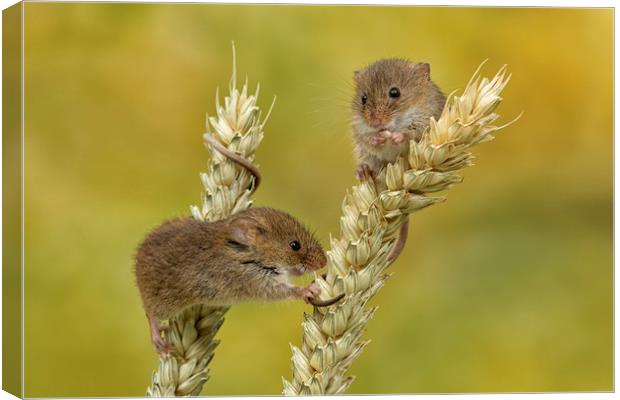 Harvest mice on Corn Canvas Print by Val Saxby LRPS