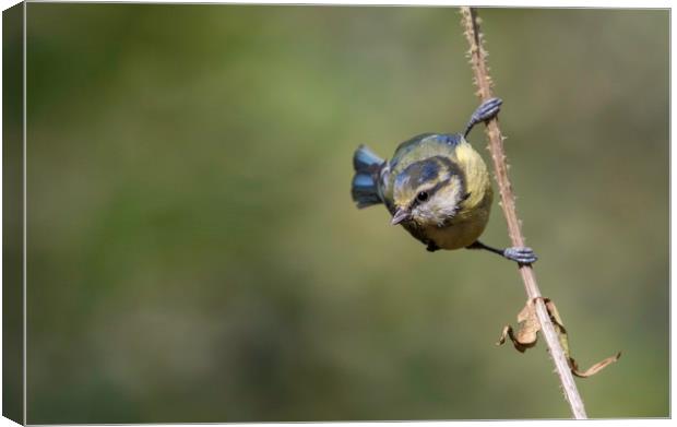 Blue Tit Canvas Print by Val Saxby LRPS