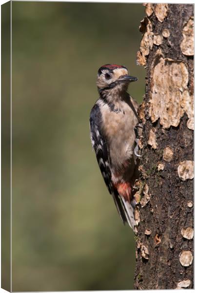 Greater Spotted Woodpecker Canvas Print by Val Saxby LRPS