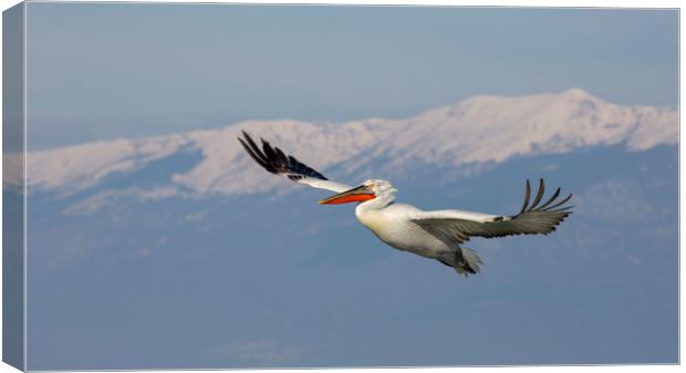 Pelican Flypast Canvas Print by Val Saxby LRPS