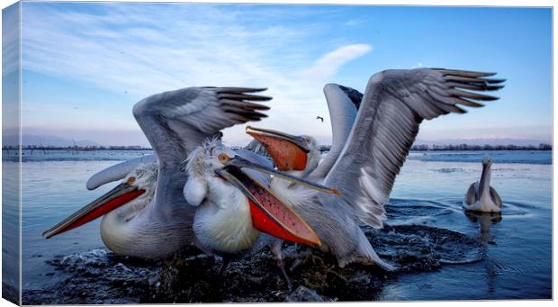 Squabbling Dalmatian Pelicans Canvas Print by Val Saxby LRPS