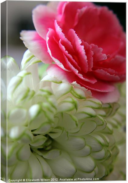 Pink and White Flowers Canvas Print by Elizabeth Wilson-Stephen