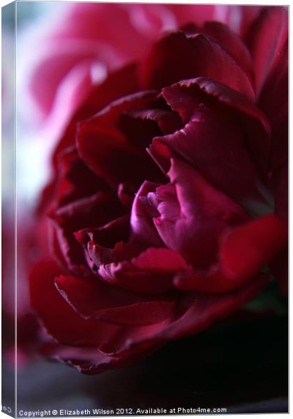 Crimson Red Carnation Canvas Print by Elizabeth Wilson-Stephen