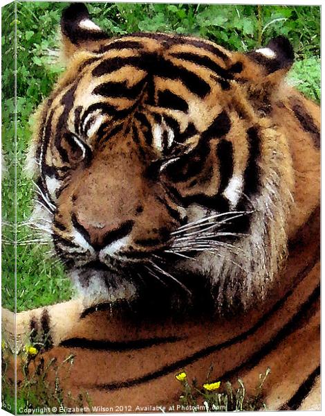 Tiger Canvas Print by Elizabeth Wilson-Stephen