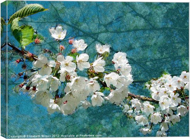 Blossom Texture Canvas Print by Elizabeth Wilson-Stephen