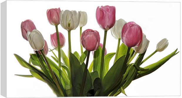 Pink & White Tulips Canvas Print by Jennie Franklin