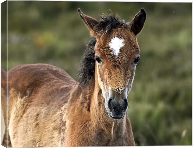 New Forest Foal Canvas Print by Jennie Franklin