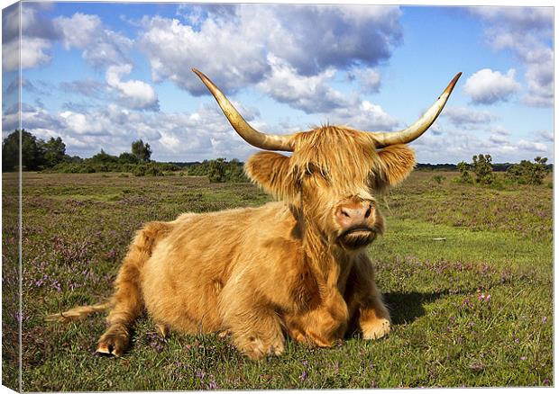 Highland Cattle in New Forest Canvas Print by Jennie Franklin