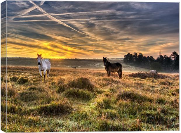 Early Morning Horses Canvas Print by Jennie Franklin