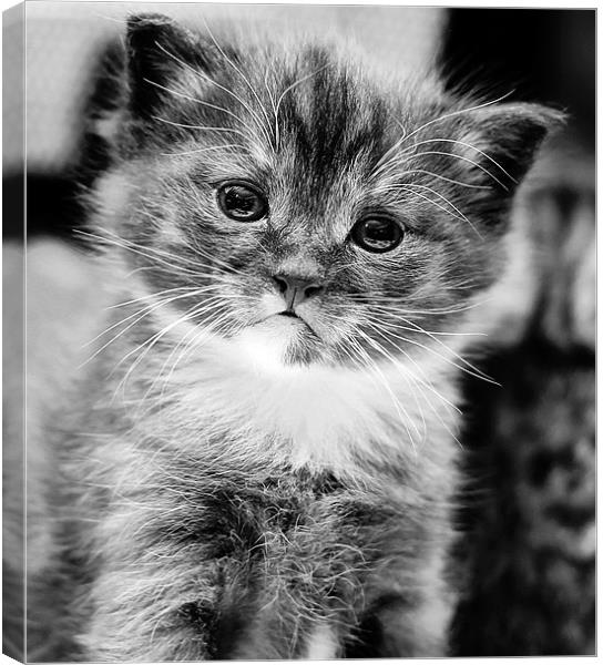 Kitten in mono Canvas Print by Jennie Franklin