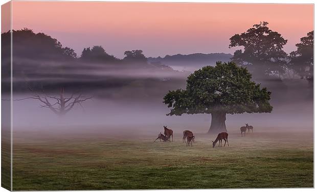 Misty Deer and Tree Canvas Print by Jennie Franklin