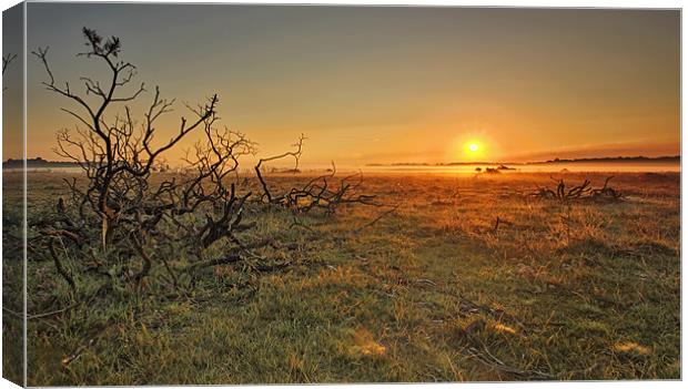 Golden Sunrise New Forest Canvas Print by Jennie Franklin