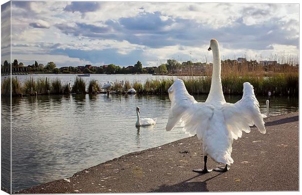 Standing Swan at Poole Park  Canvas Print by Jennie Franklin