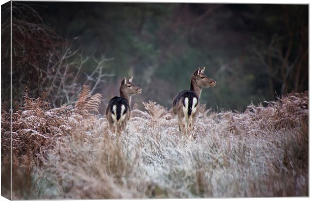  Fallow Deer on a frosty morning Canvas Print by Jennie Franklin