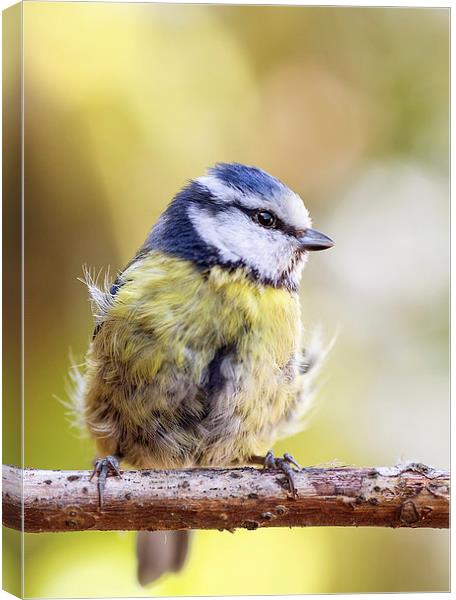  Blue Tit  Canvas Print by Jennie Franklin