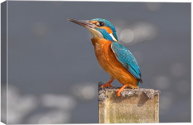  Kingfisher on a Post Canvas Print by Jennie Franklin