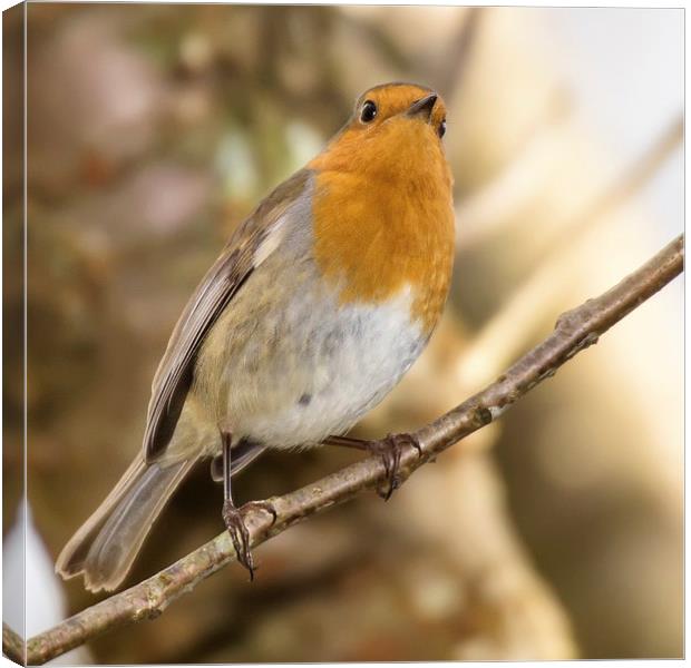  Robin on a branch Canvas Print by Jennie Franklin