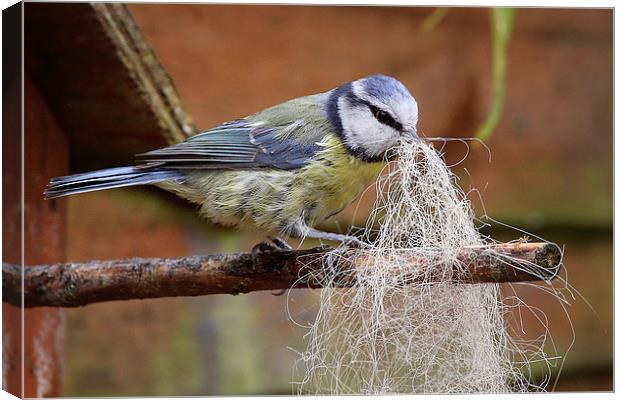  Blue Tit collecting for her nest Canvas Print by Jennie Franklin