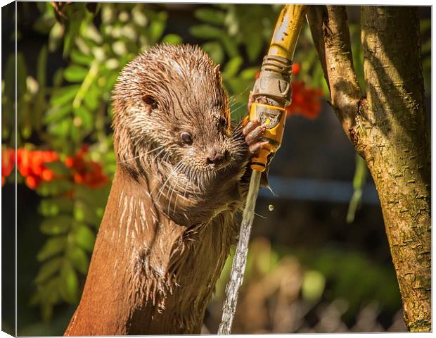  Otter Watering! Canvas Print by Jennie Franklin