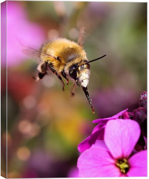  Bee Diving for Nectar Canvas Print by Jennie Franklin