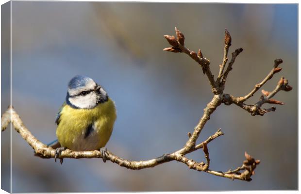 Bluetit lost in thought..... Canvas Print by Jennie Franklin