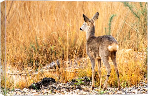 Roe Deer in the Grasses Canvas Print by Jennie Franklin