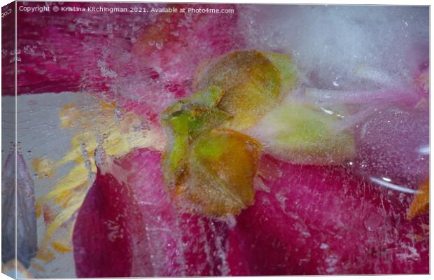 Gold Stamens Canvas Print by Kristina Kitchingman