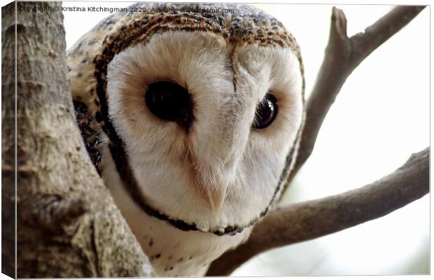 In the tree, watching you. Canvas Print by Kristina Kitchingman