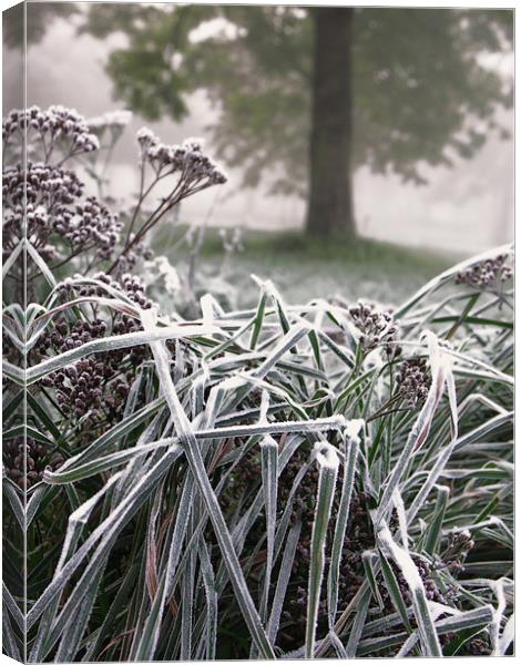 Frosted Grass Canvas Print by Brian Sharland