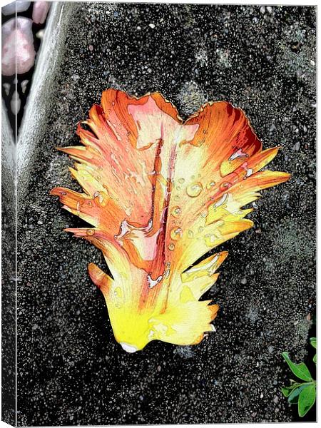 Tulip Petal and Rain Drops Canvas Print by Brian Sharland