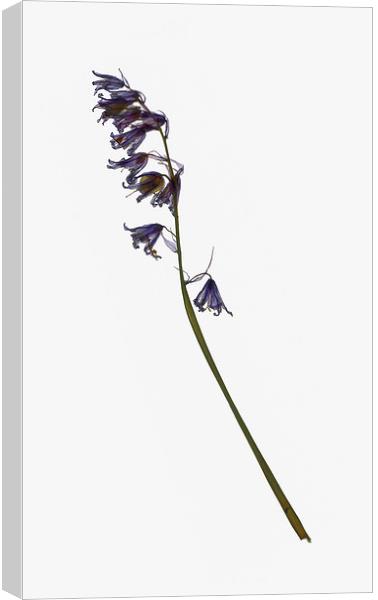 Dried Bluebell Canvas Print by Brian Sharland