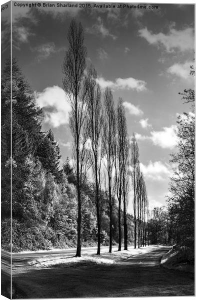  Line Of Trees, Carhaix, Bretagne, France Canvas Print by Brian Sharland