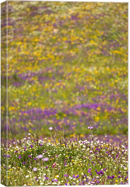 Wildflower Portrait Canvas Print by Canvas Landscape Peter O'Connor