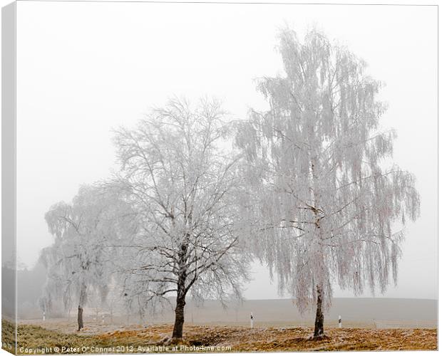 Frosted White Trees Canvas Print by Canvas Landscape Peter O'Connor