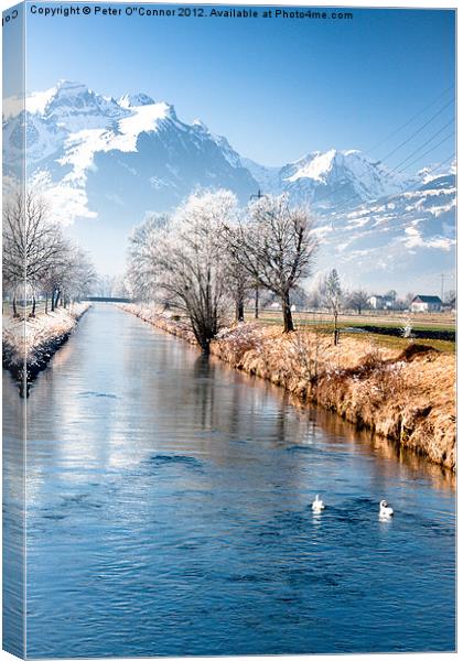Swans In Switzerland Canvas Print by Canvas Landscape Peter O'Connor