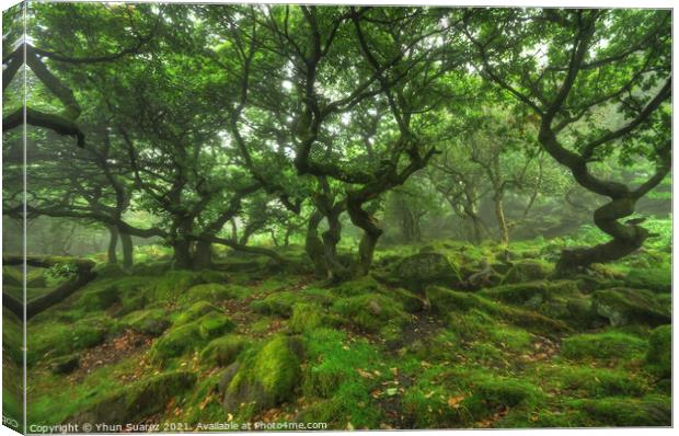 Padley Gorge 4.0 Canvas Print by Yhun Suarez